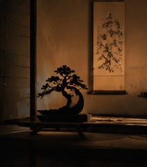 床の間に飾った盆栽（仮の画像）